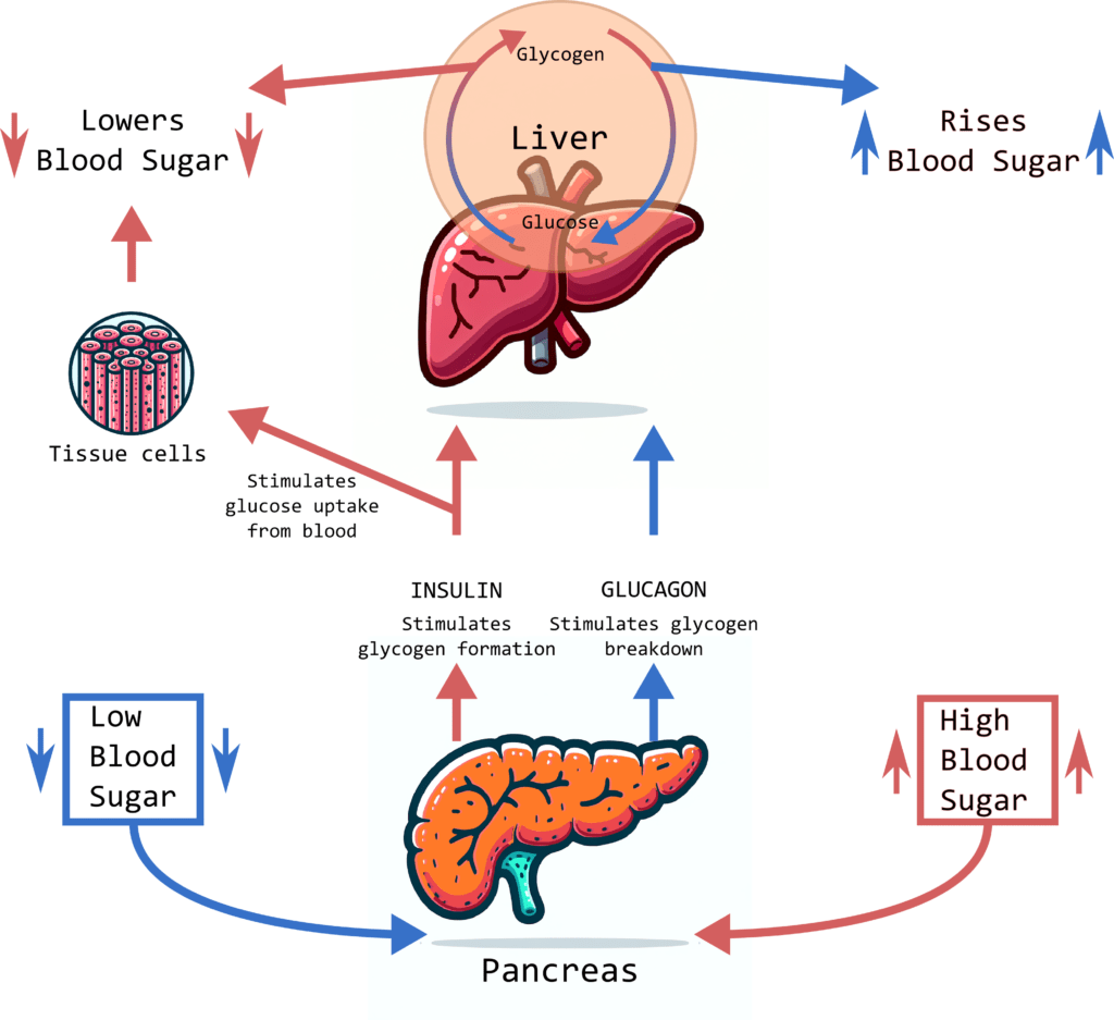 Pancreas and liver for blood sugar balance. 
Blood sugar regulation.