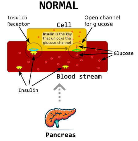 regular functioning of the pancreas concerning the production of insulin and the transportation of glucose from the bloodstream to cells